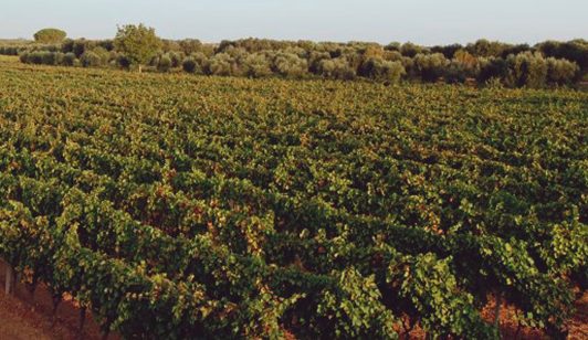 Wymari Weinregion Apulien